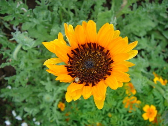 Arctotis fastuosa 'Sunday'
